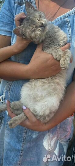 Котёнок подросток