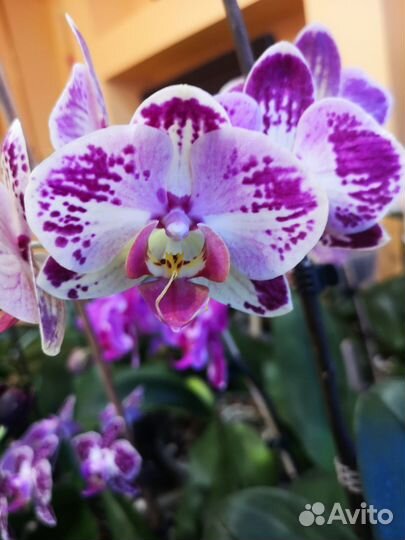 Орхидея