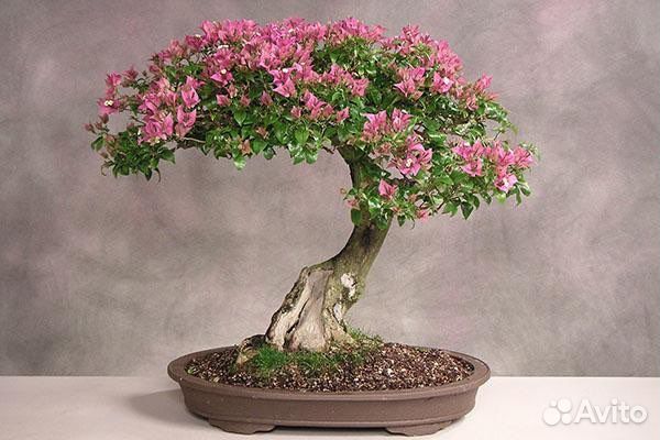 Семена бонсай, большой выбор