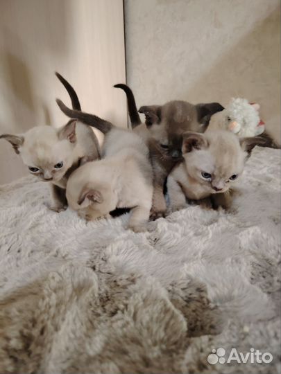 Бурманские котята