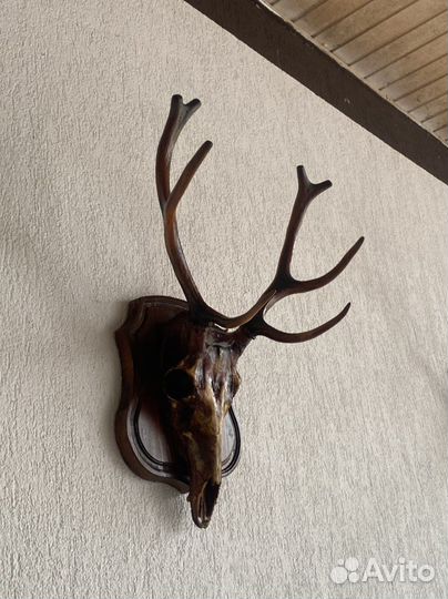 Рога оленя