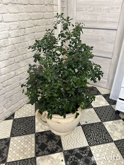 Марайя,Дерево Императоров