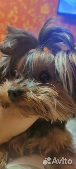 Йоркширский терьер мини вязка