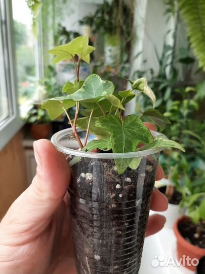 Плющ хедера