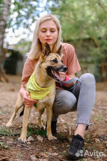 Собака в добрые руки