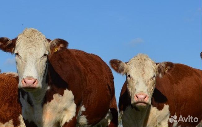 Бык и телки на мясо