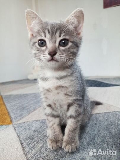 Добрые котята в хорошие руки