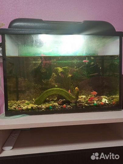 Аквариум 50 литров