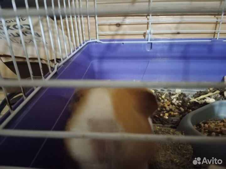 Морская свинка с клеткой