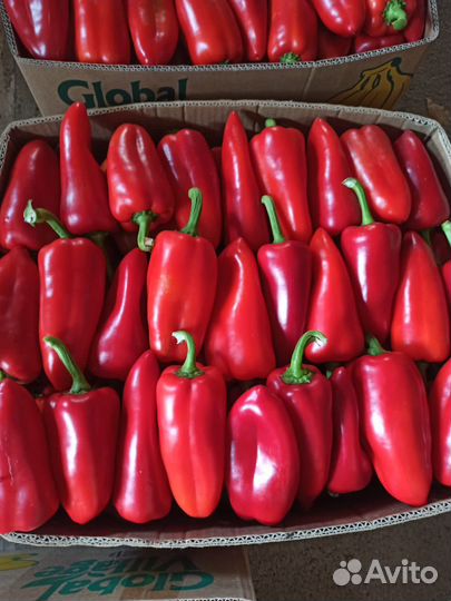 Перец болгарский оптом