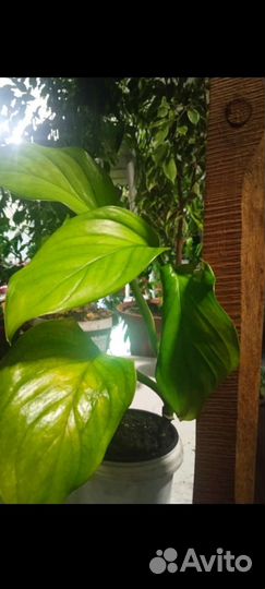 Редкие комнатные цветы