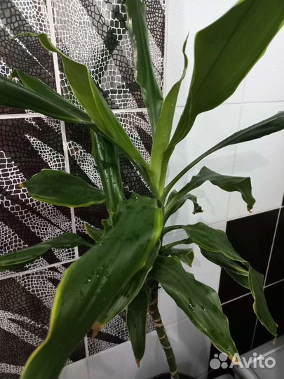 Драцена голден кост