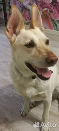 Найдена собака молодая девочка породистая