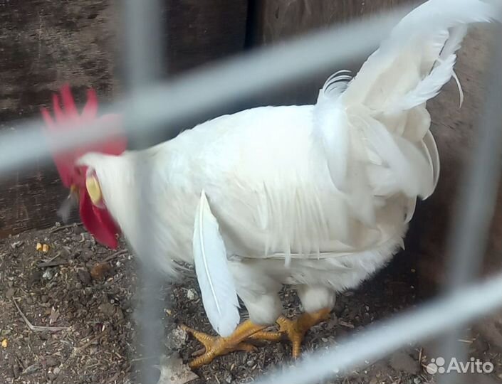 Петухи легорн