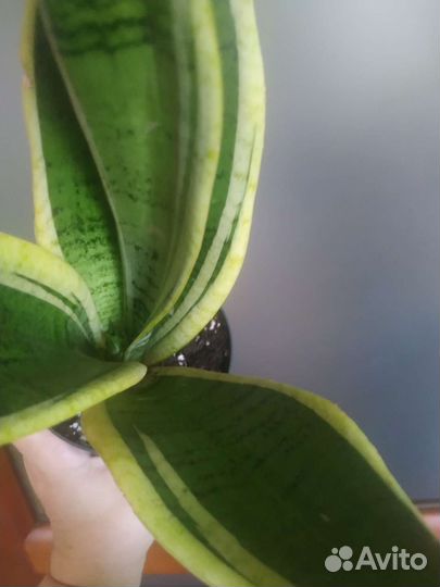 Сансевиерия Сноу Вайт