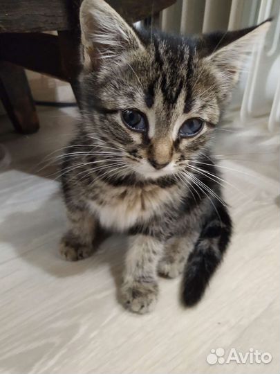 Кошки в добрые руки бесплатно