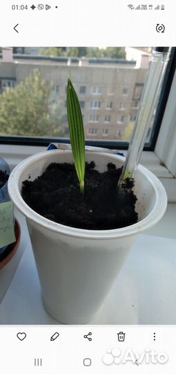 Финиковая пальма