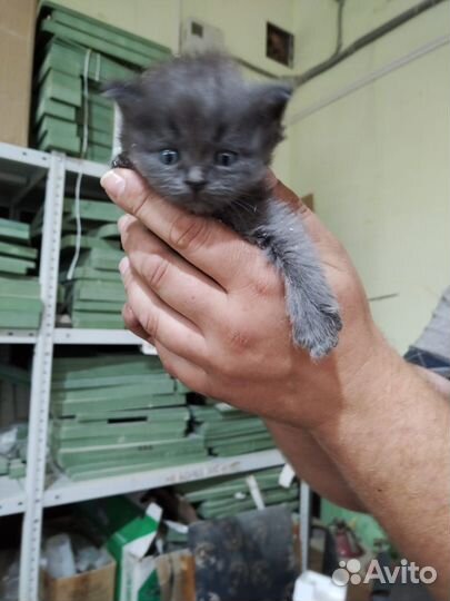 Котята в добрые руки приучены к лотку