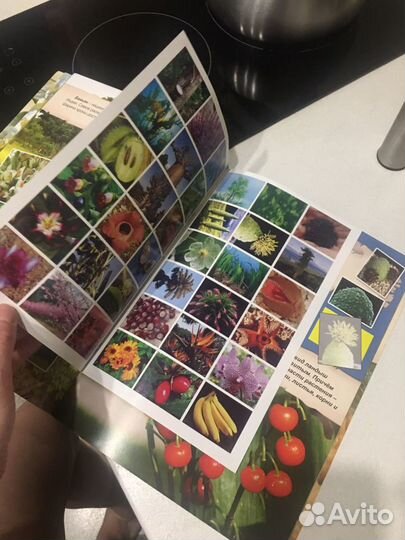 Энциклопедия «разнообразный мир растений»