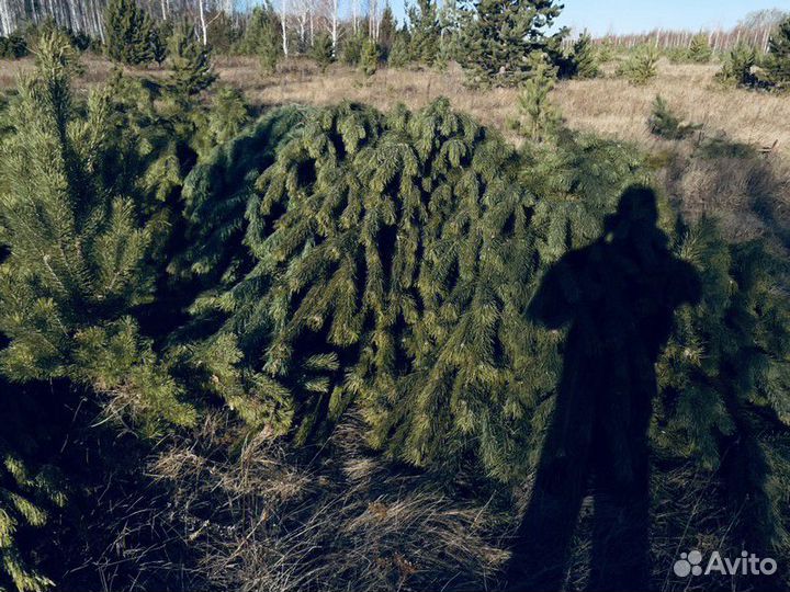 Сосна Оптом