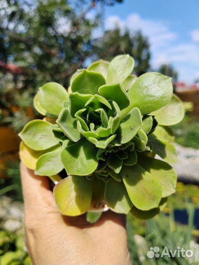 Эониум Гоблин