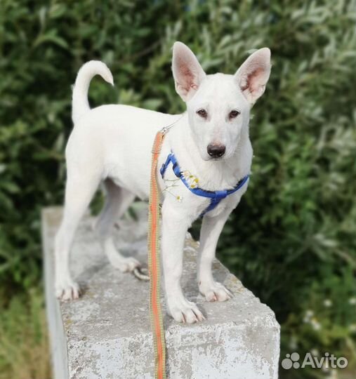 Белый, красивый щенок