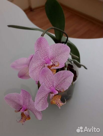 Орхидея фаленопсис Манхэттен