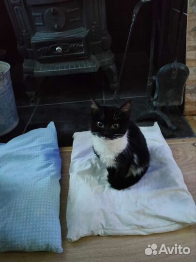 Котёнок в хорошие руки