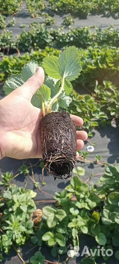 Рассада клубники Клери