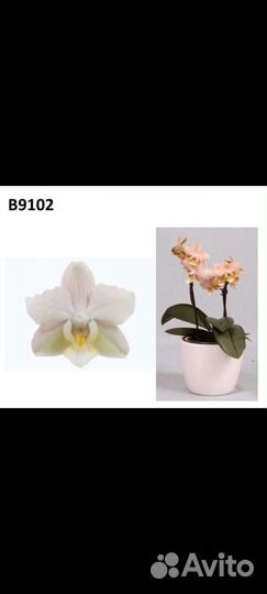 Орхидея фаленопсис детка 1.7