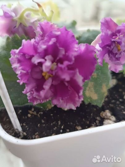 Цветы комнатные