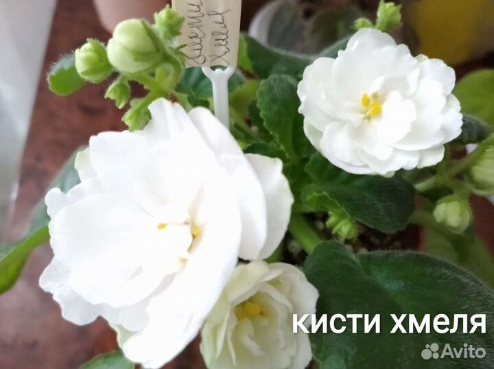 Сортовые фиалки, черенки на срез