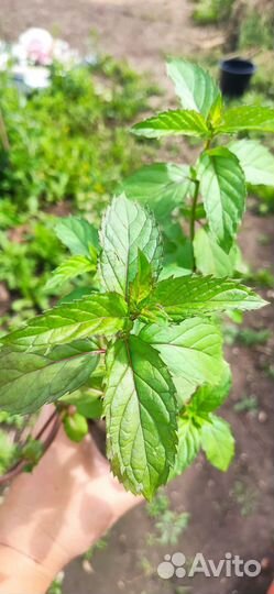 Мята карамельная