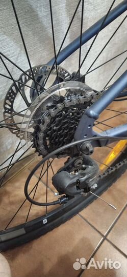 Giant rove 4dd 2022