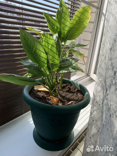 Комнатные цветы