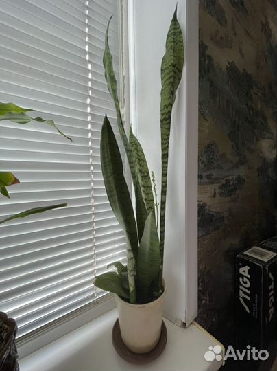 Сансевиерия