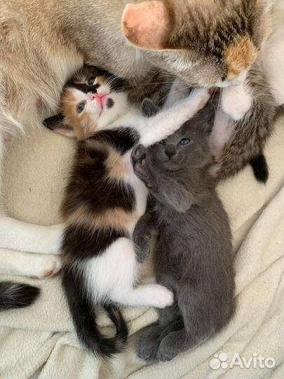 Бесплатно кошечки