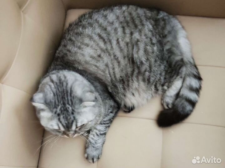 Вислоухая шотландка