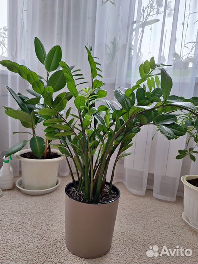 Замиокулькас