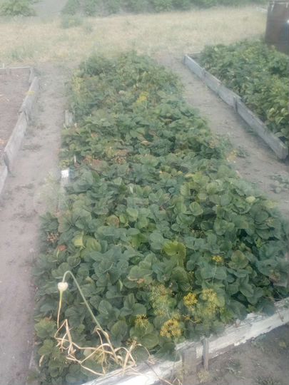 Дача 50 м² на участке 12 сот.