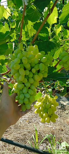 Виноград разные сорта