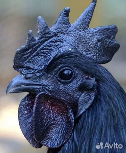 Петухи породистые