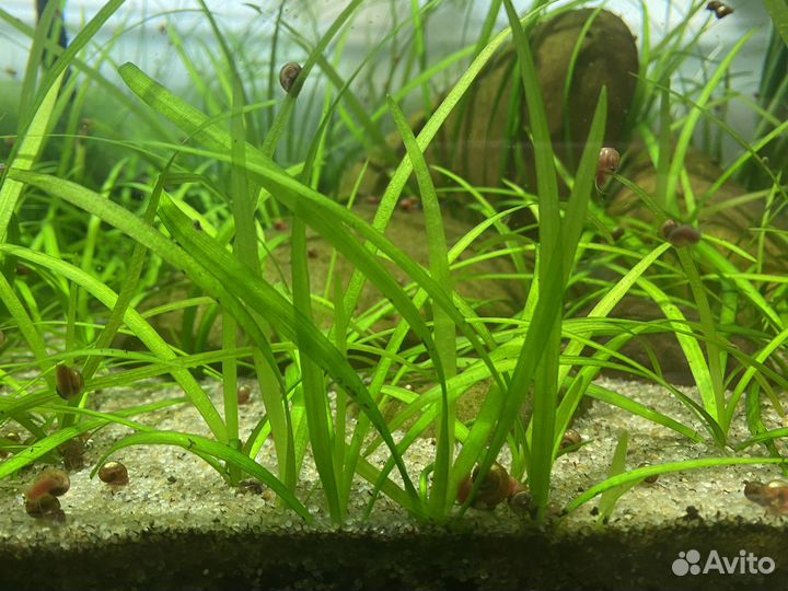 Аквариумное растение