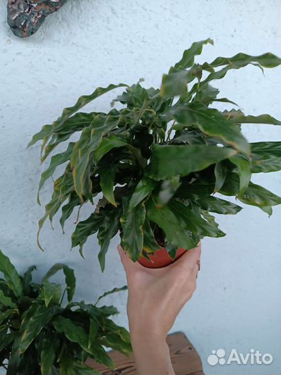 Калатея Руфибарба. Узколистная