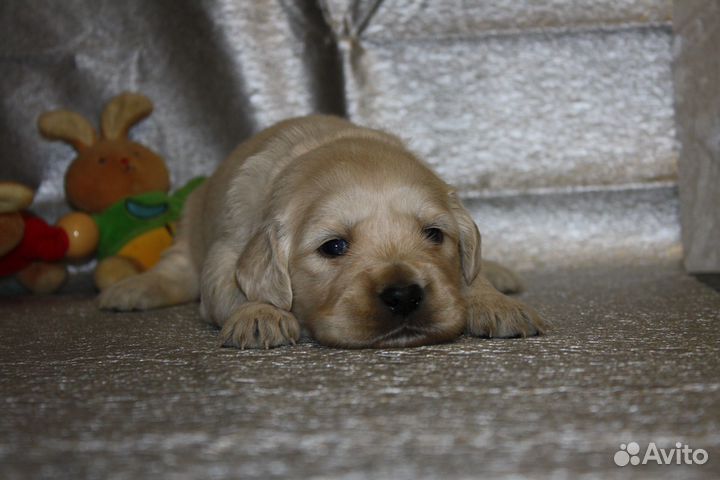 Щенки голден ретривера