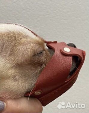 Намордник для собак