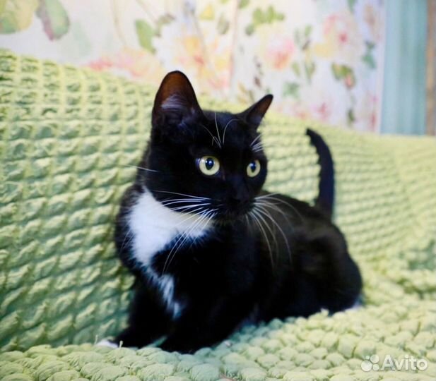 Ася, которая заждалась Вас. В надежные руки