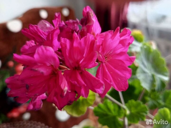 Пеларгония герань