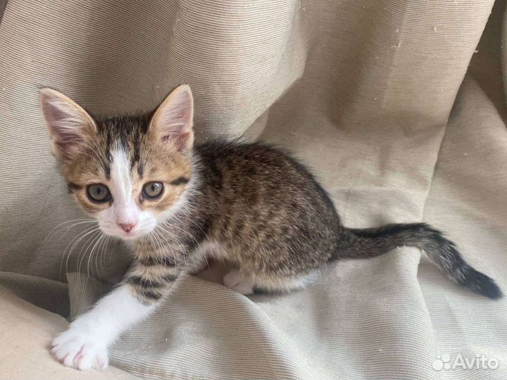 Котёнок девочка в добрые руки