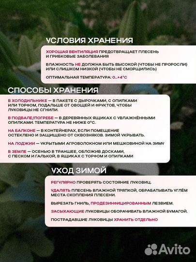 Лилия ла-гибрид ларино (луковицы)